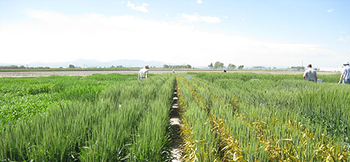 Photo displays wheat field, half has been sprayed with a fungicide. Un-sprayed half shows visible signs of stripe rust.