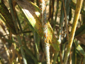 puccinia graminis black rust on wheat