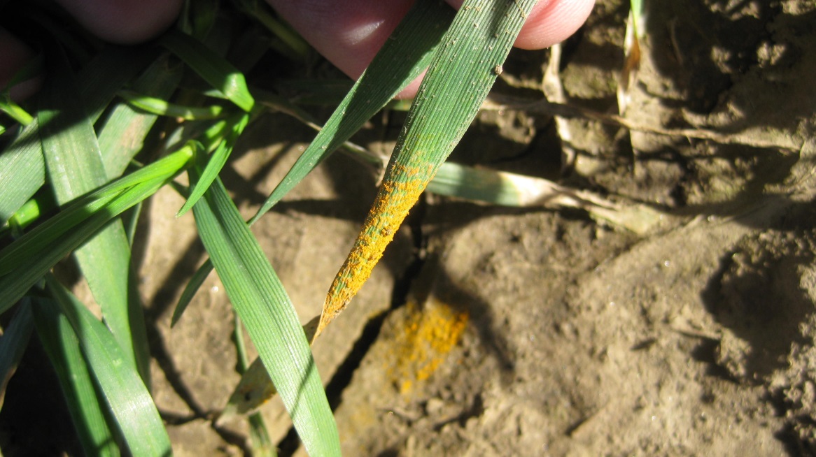 Wheat leaf with stripe rust spores on tip