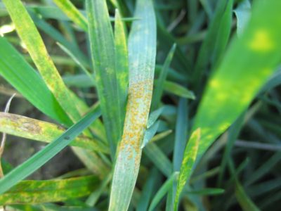 Closeup of wheat leaf with rust spores