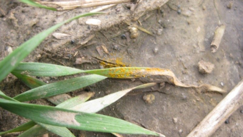 close up of wheat leaf with rust spores