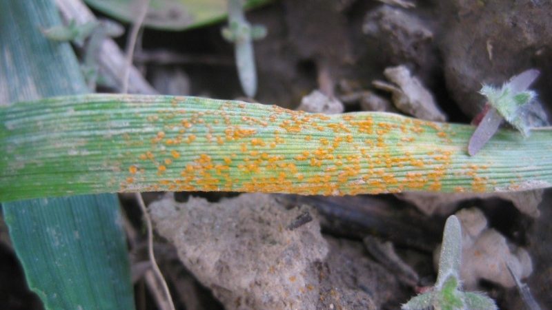 close up of wheat leaf with stripe rust spores