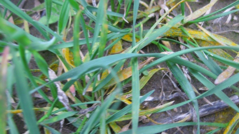 close up of wheat in field with rust spores