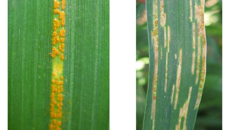close up of two wheat leaves, one with live rust spores, one with necrotic strips