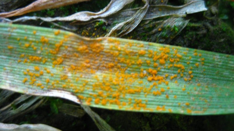 close up of infected wheat leaf