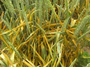 A group of wheat plants, heavily infected with stripe rust