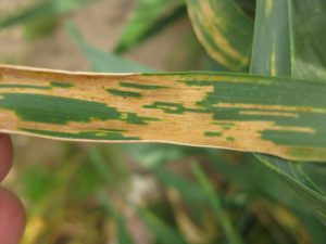 Close up of wheat leaf showing necrotic stripes due to stripe rust