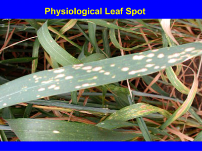 wheat leaf with PLS
