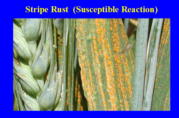 susceptible wheat plant