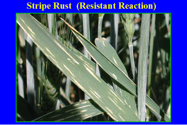 resistant wheat plant