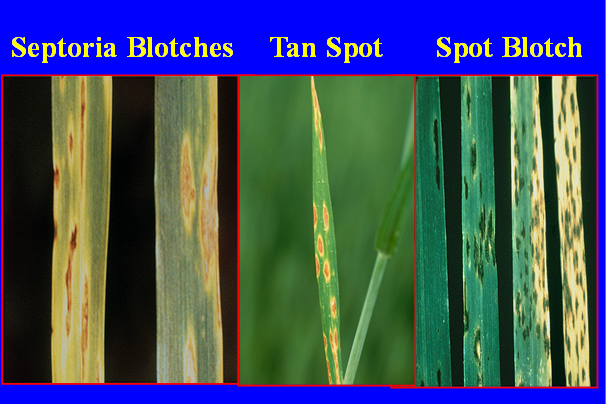 wheat leaves infected with stripe rust look-alikes