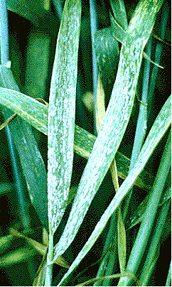 wheat leaf with powdery mildew