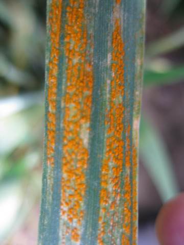 susceptible wheat variety