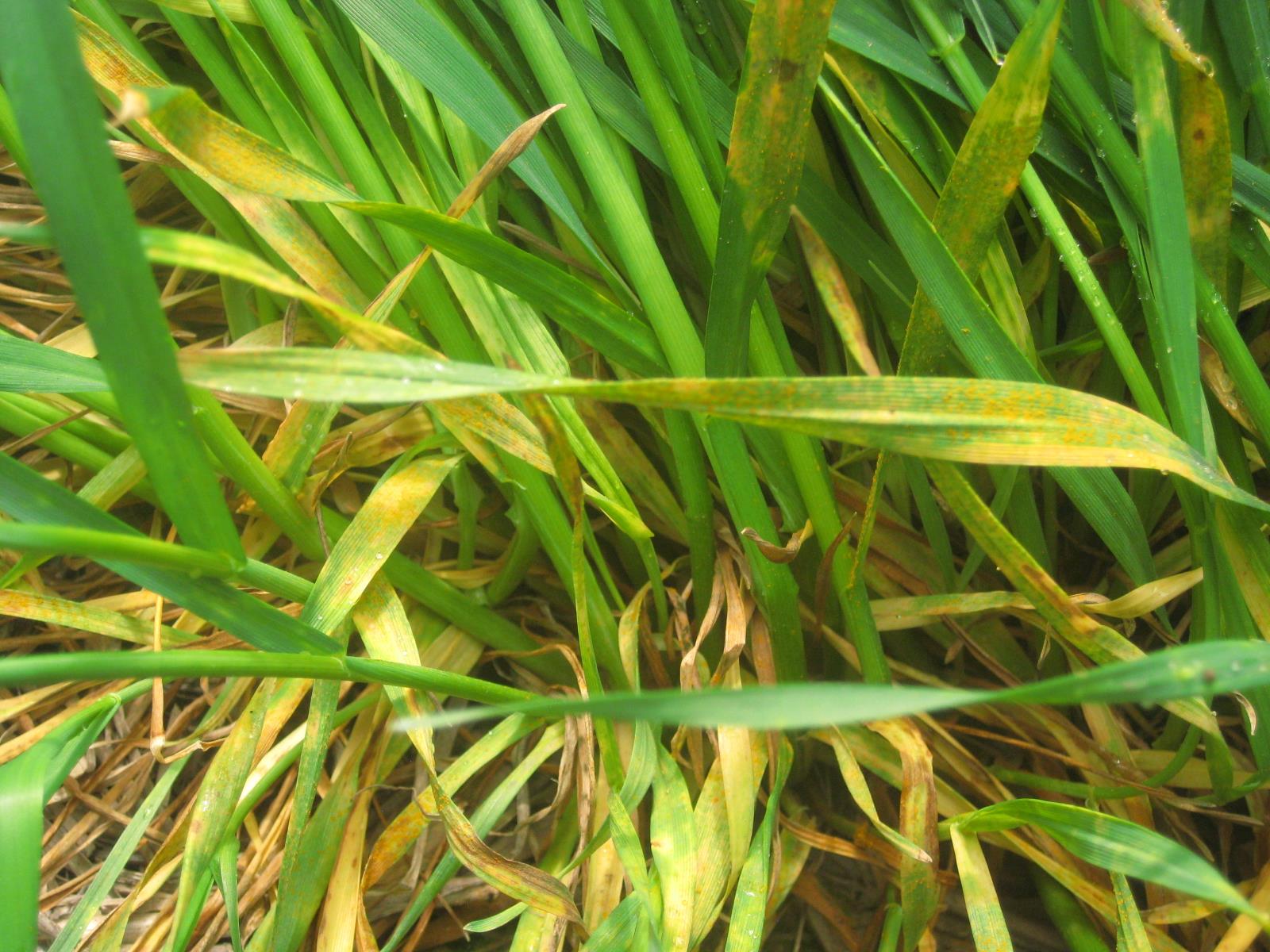 Active stripe rust found in a winter wheat field in Lincoln County, WA on May 7, 2018