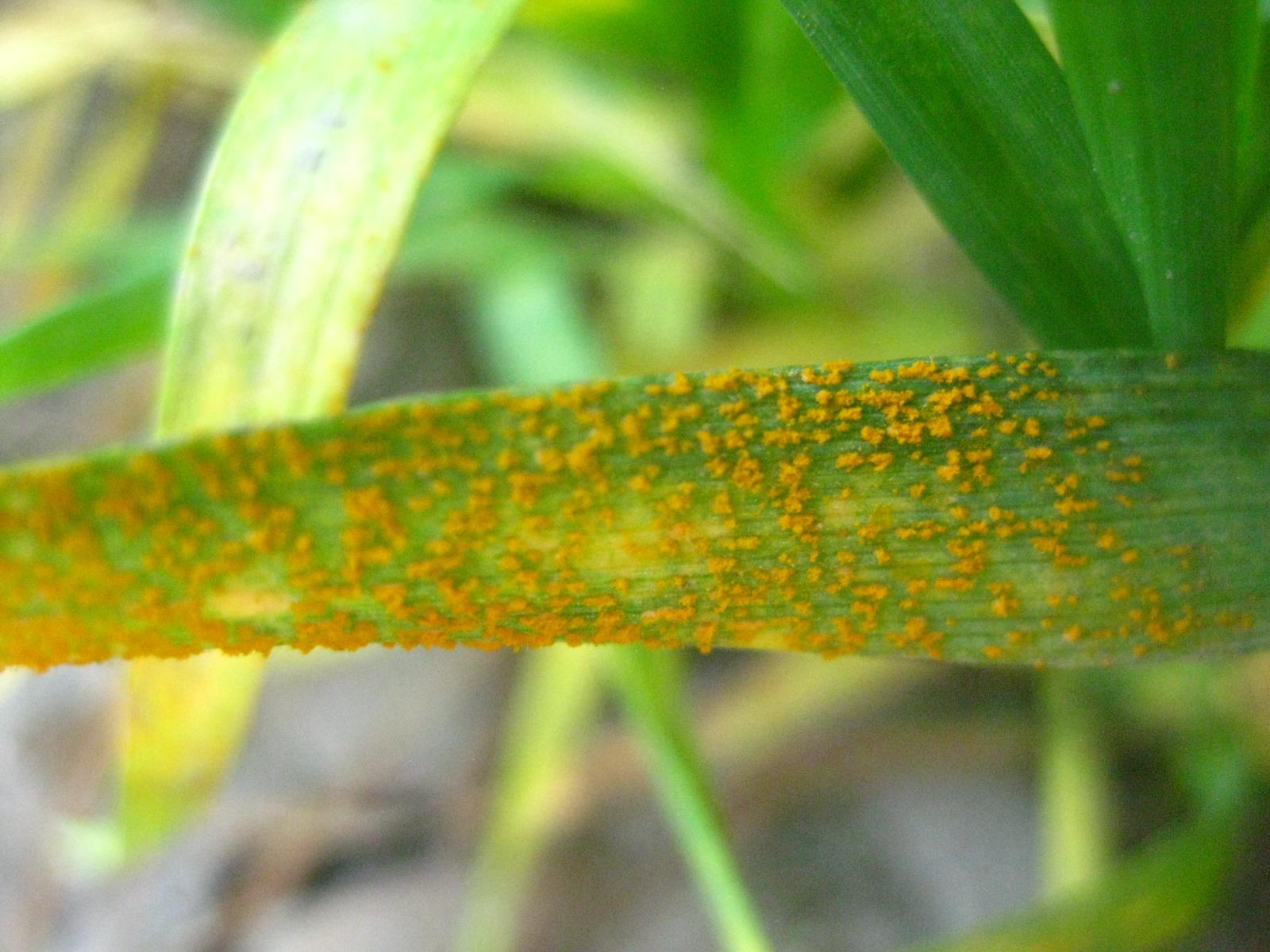 Active stripe rust found in an experimental field in the Palouse region on May 7, 2018